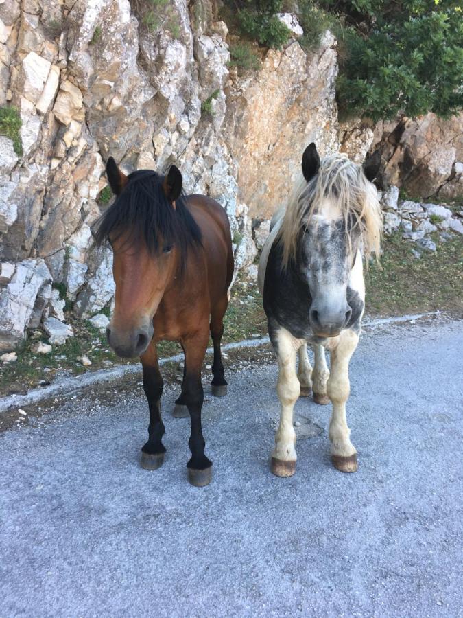 Apartments Casabrillantin Tučepi Kültér fotó